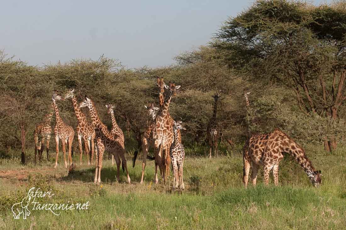 girafes 0113