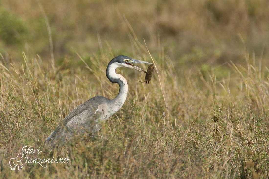 heron melanocephale 088331