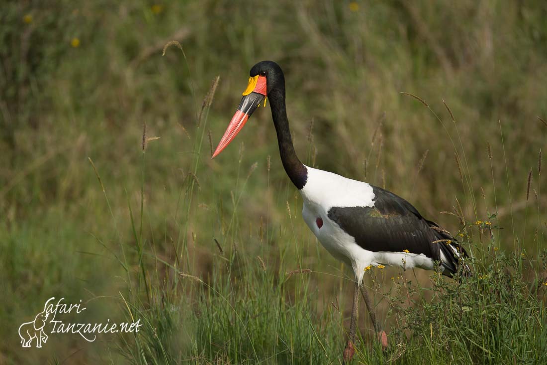 jabiru 088520