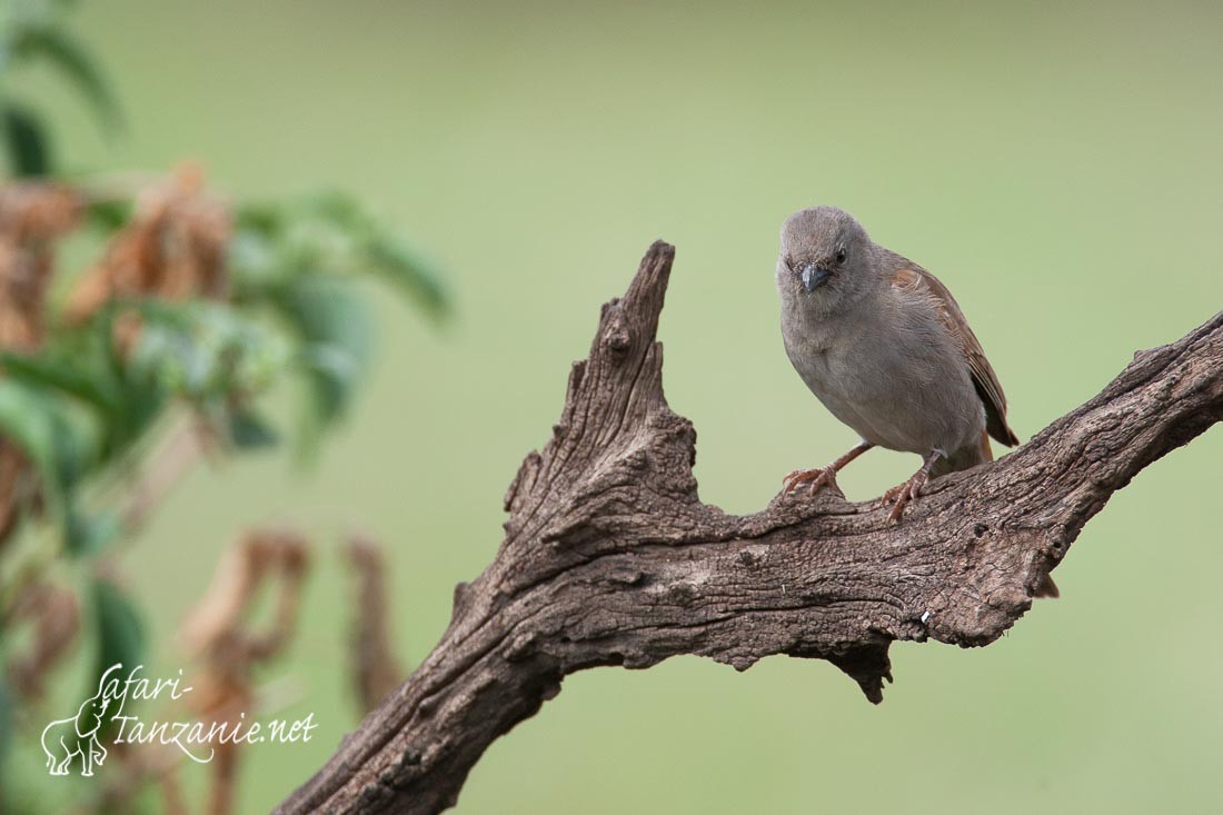 moineau gris 089895