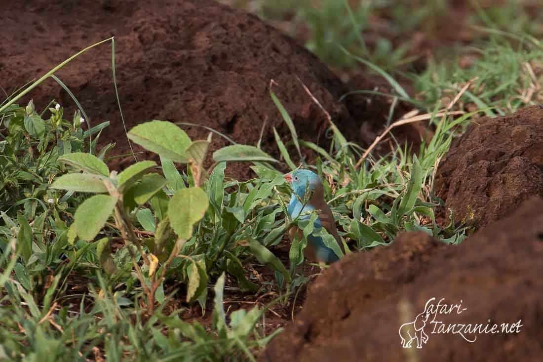 cordonbleu cyanocephale 2900