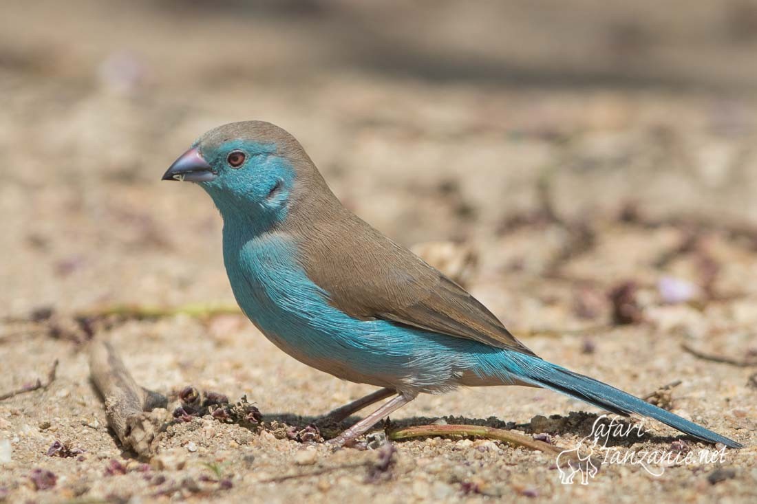 cordonbleu de l angola 2157