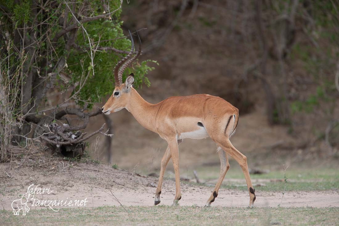 impala 2944