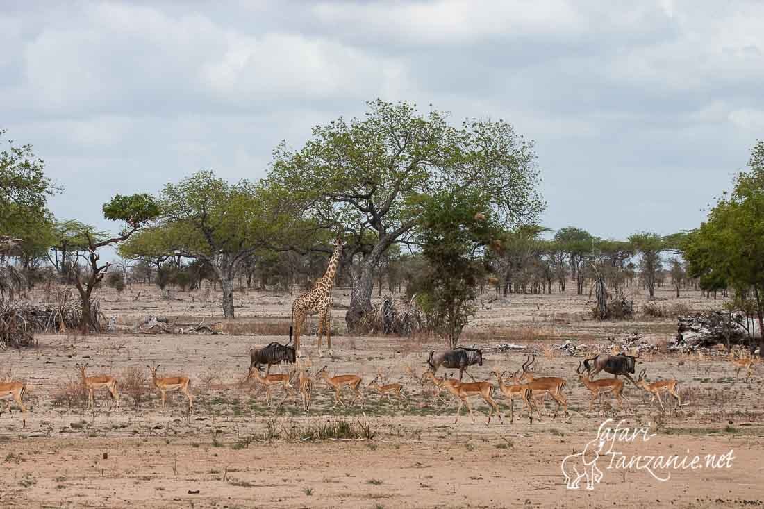 selous secheresse 4151