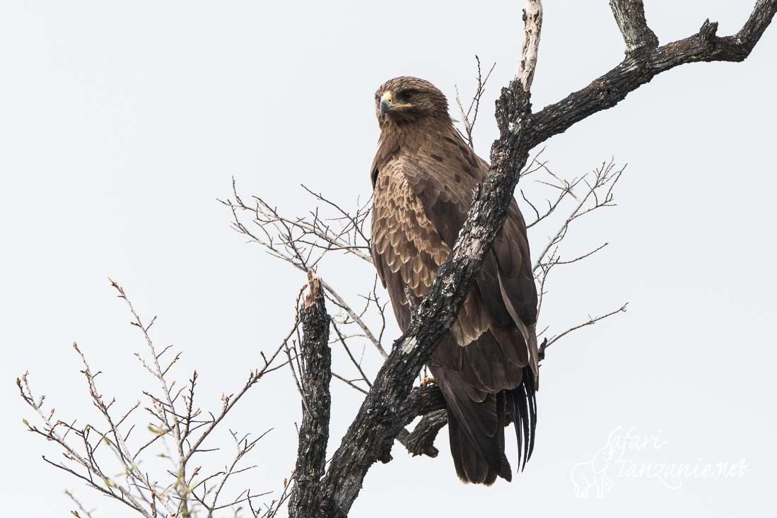 aigle pomarin 0440