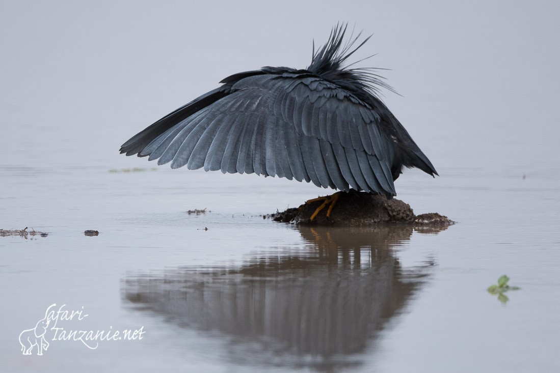 aigrette ardoisee 0073