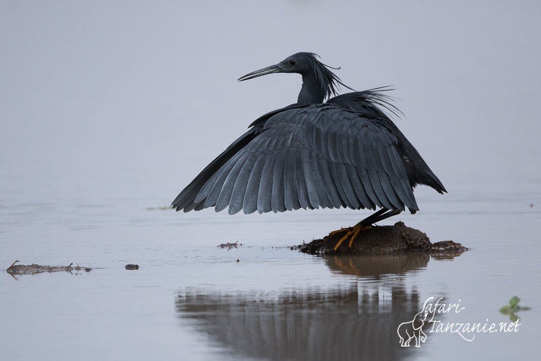 aigrette ardoisee 0074