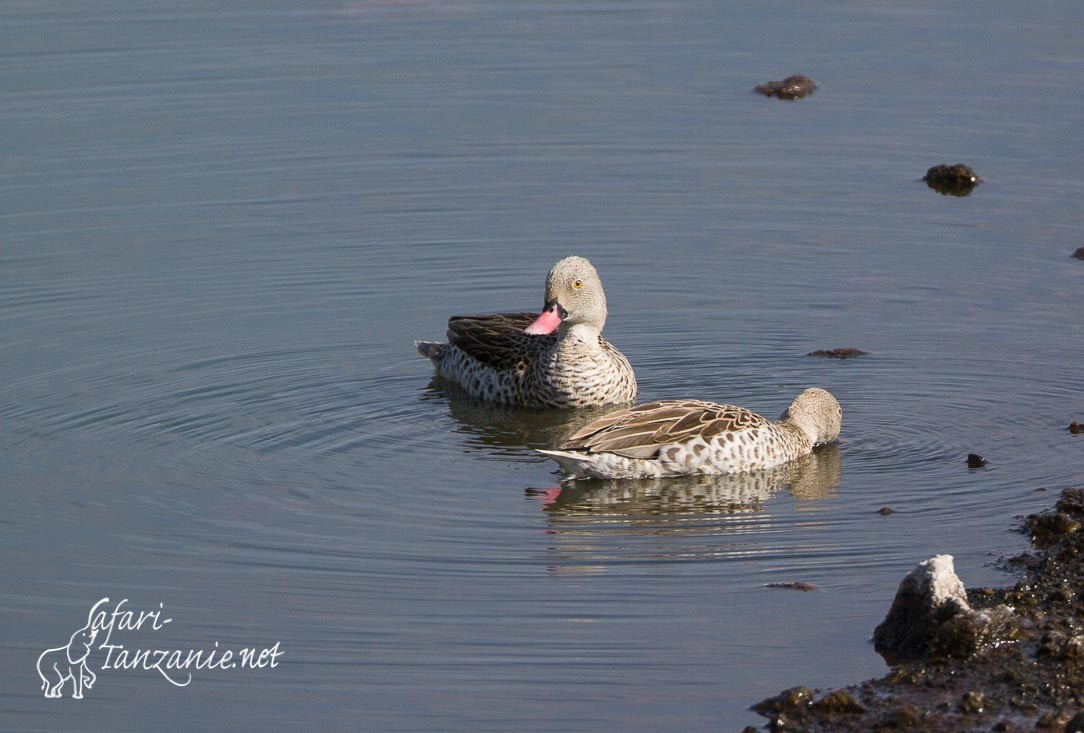 canards du cap 0552