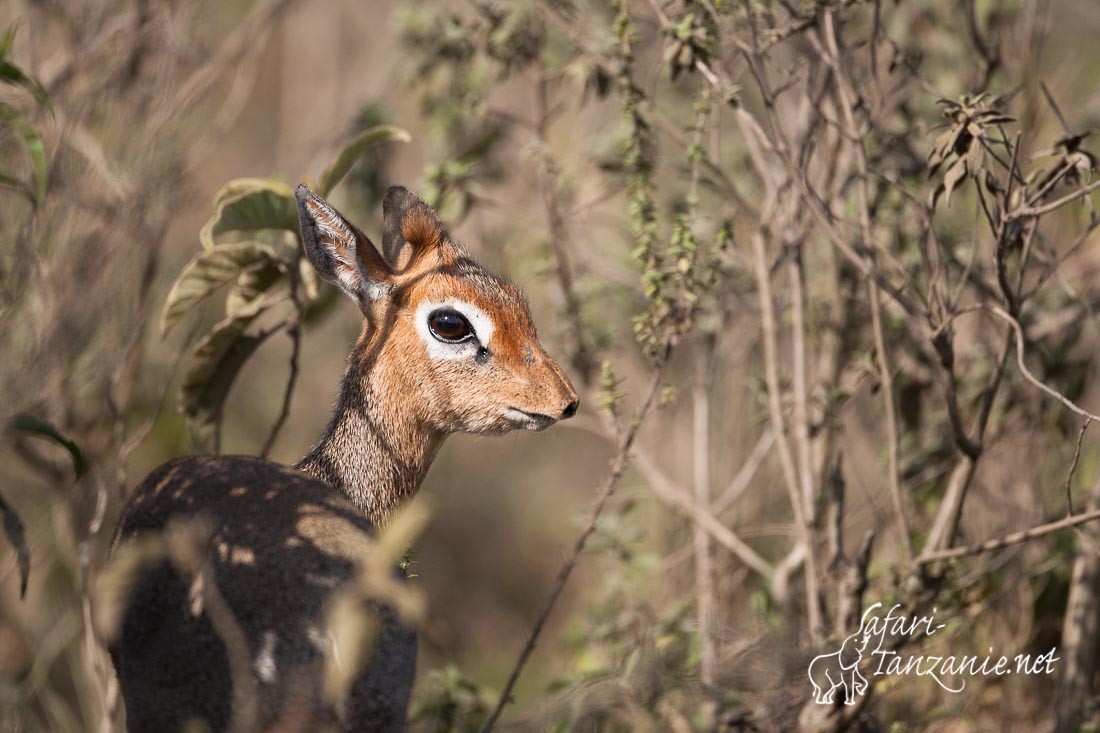 dikdik 090059