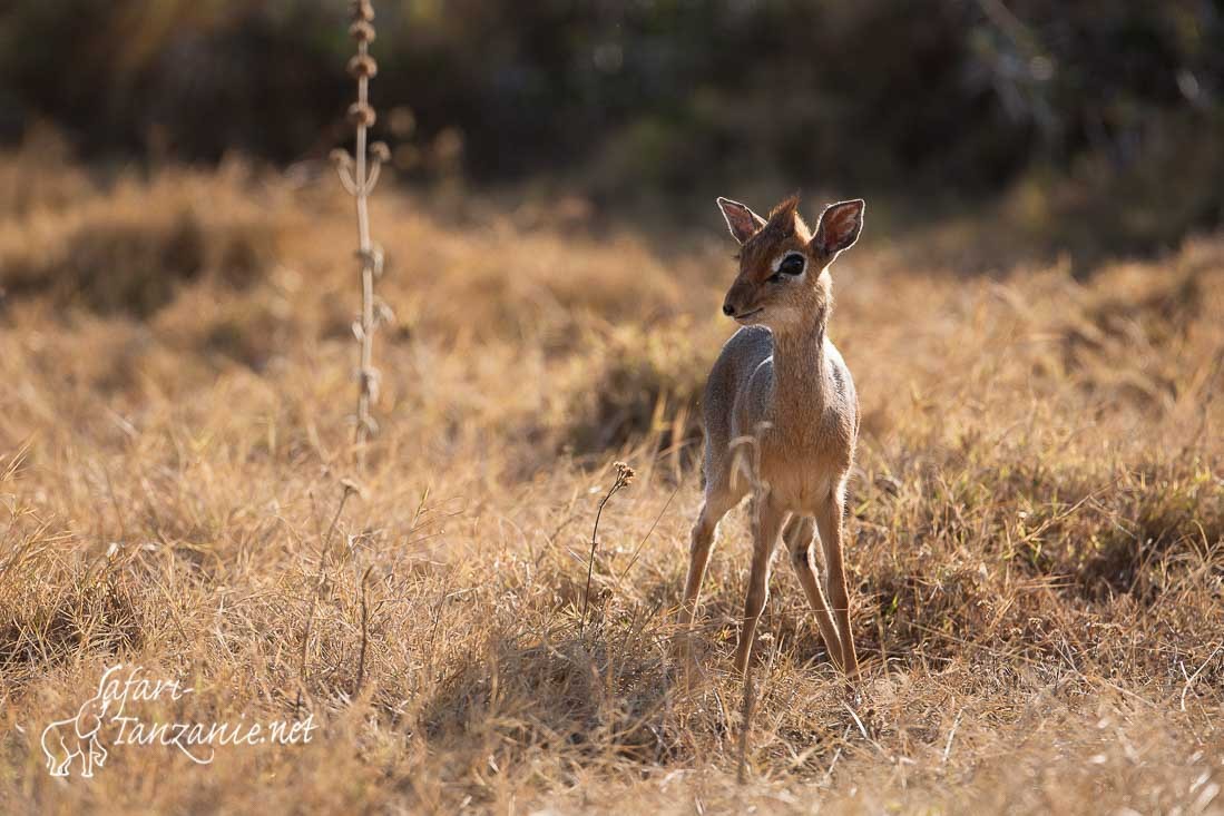 dikdik 090088