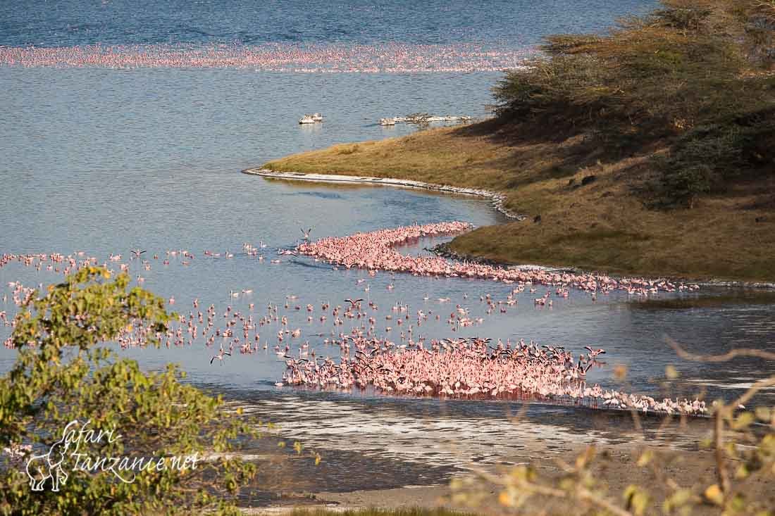 flamants 