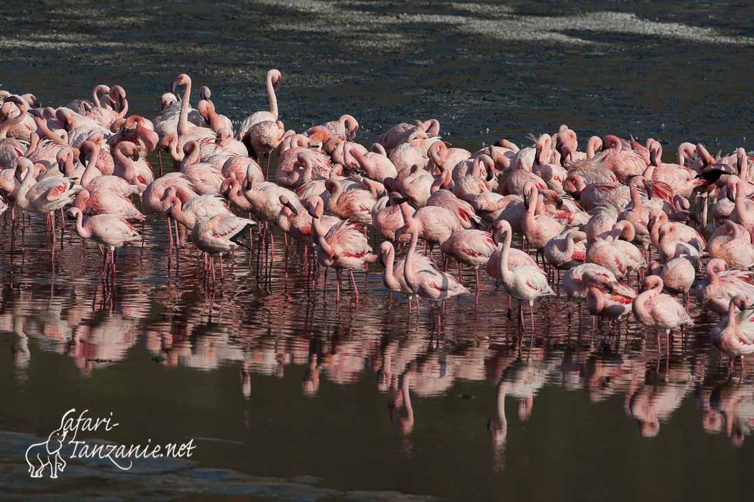 flamants nains 090173