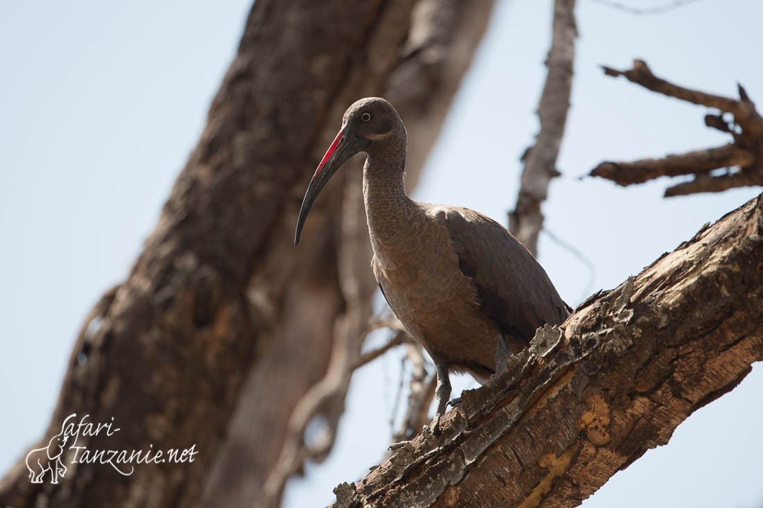 ibis hagedash 090028