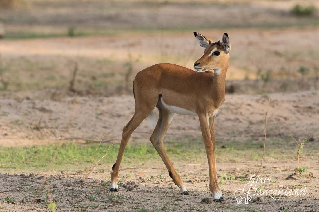 impala 7820