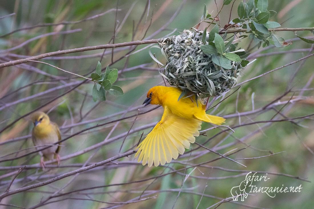 tisserin jaune 0056