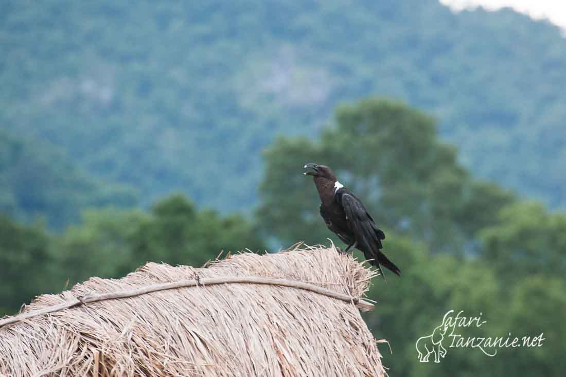 corbeau a nuque blanche 7192