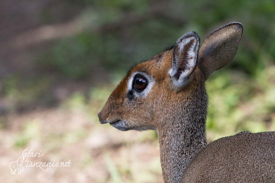 dikdik de kirk 5544