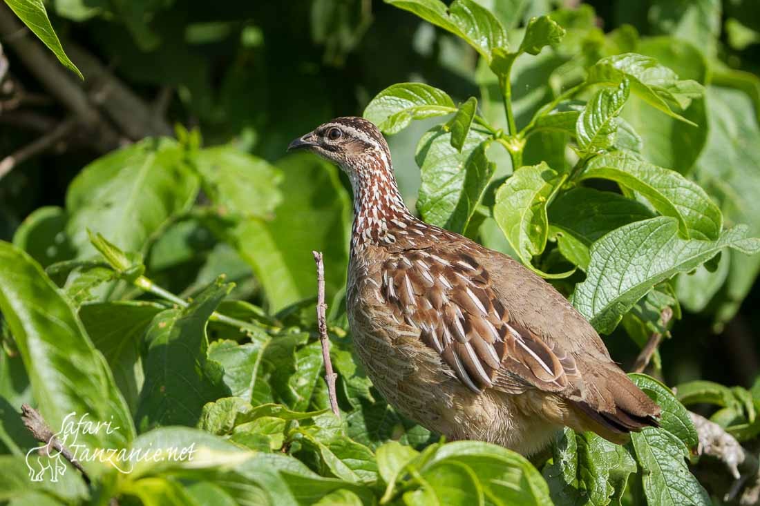 francolin huppe 4369