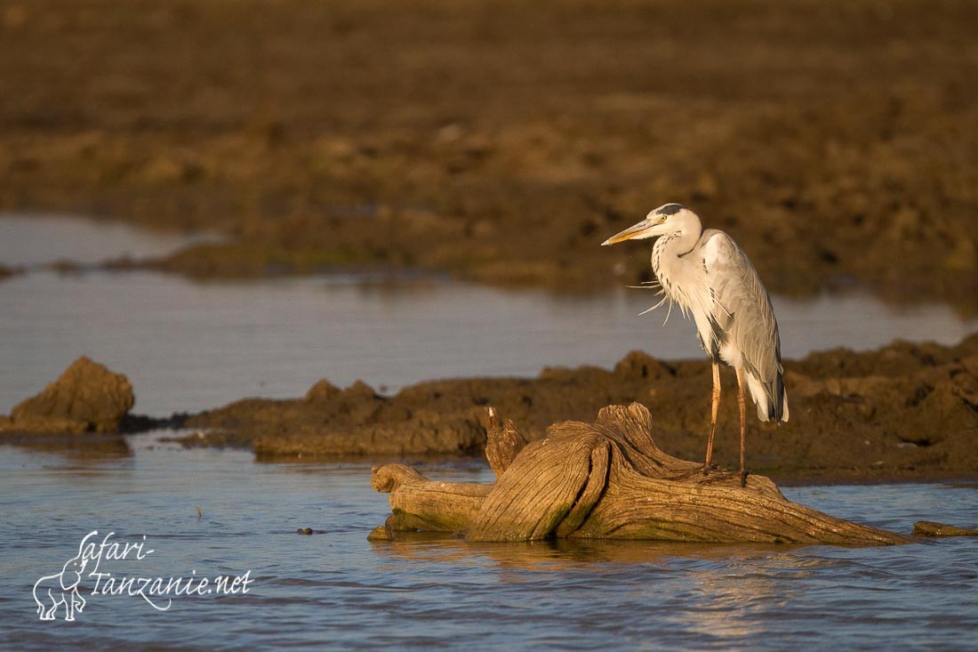 heron cendre 3948