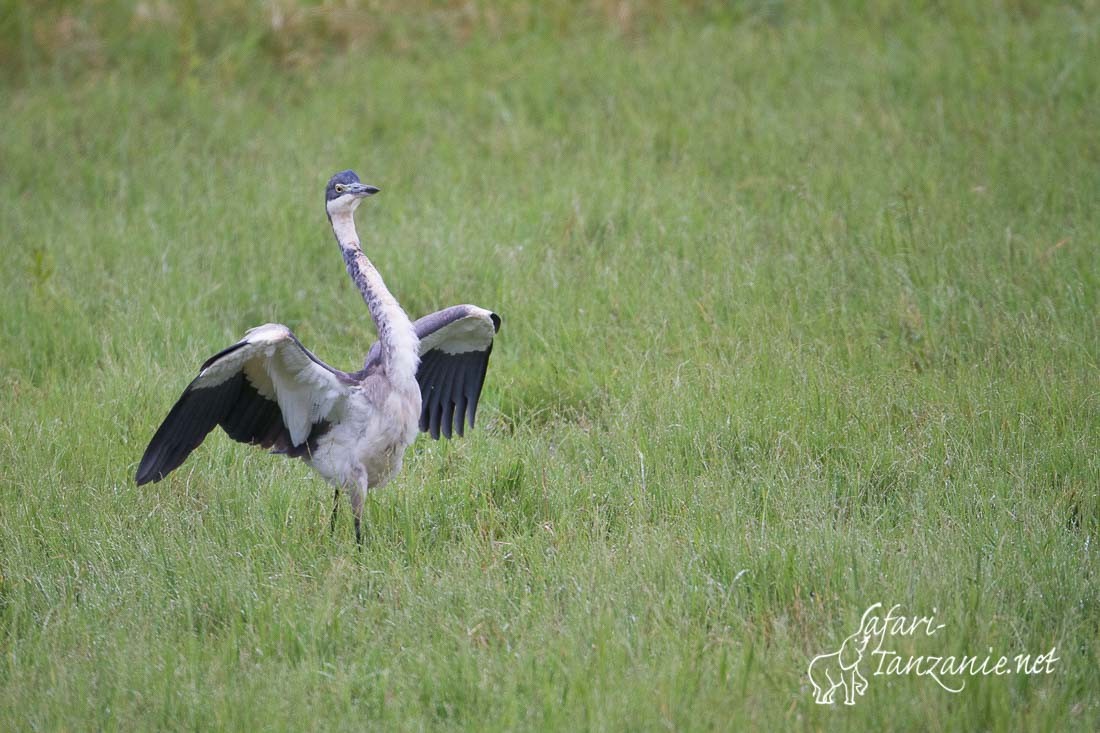 heron melanocephale 5086