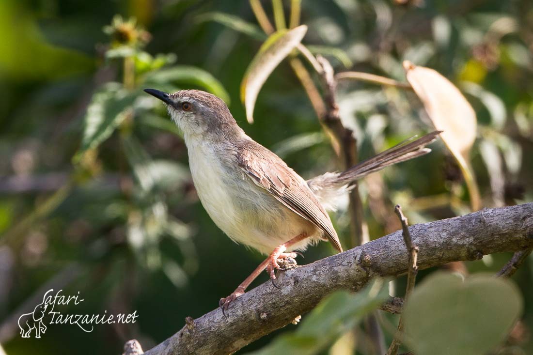 prinia modeste 5536