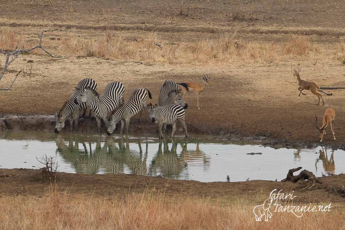 zebres impalas 4269