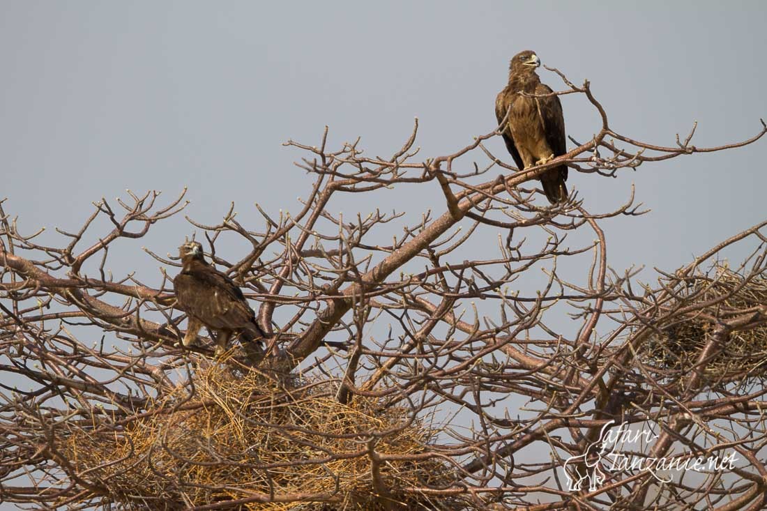 aigles ravisseurs 4820