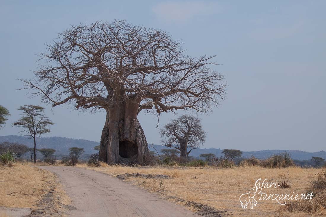 baobab 0773