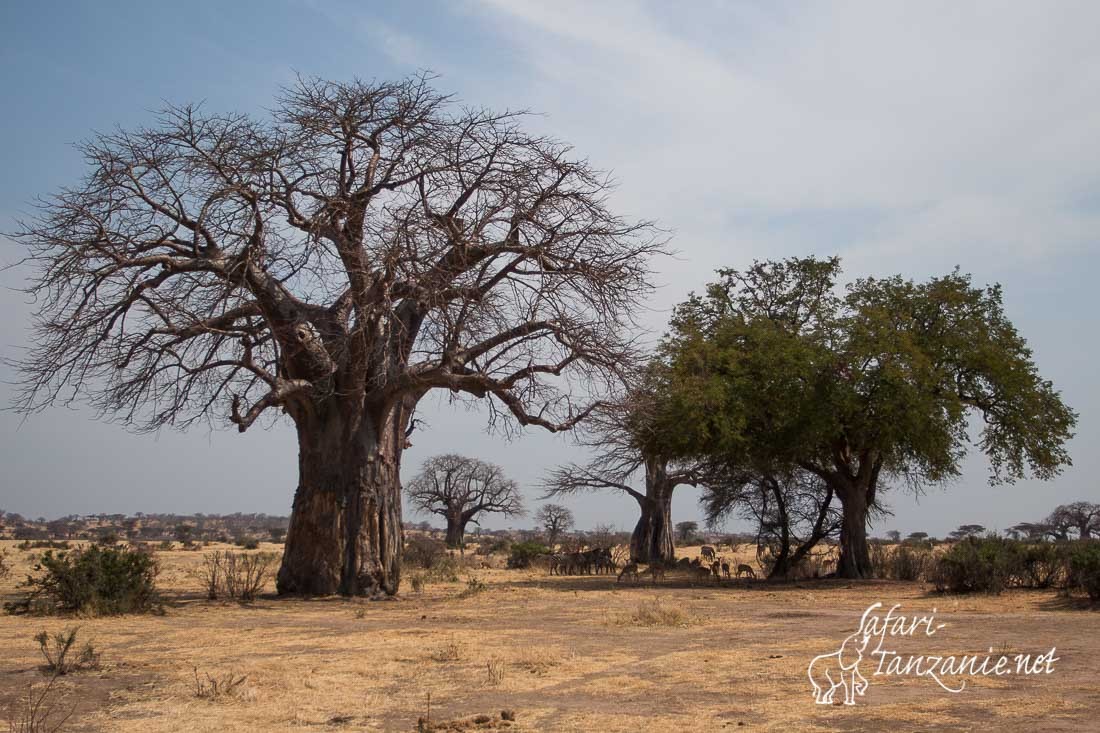 baobabs 0769