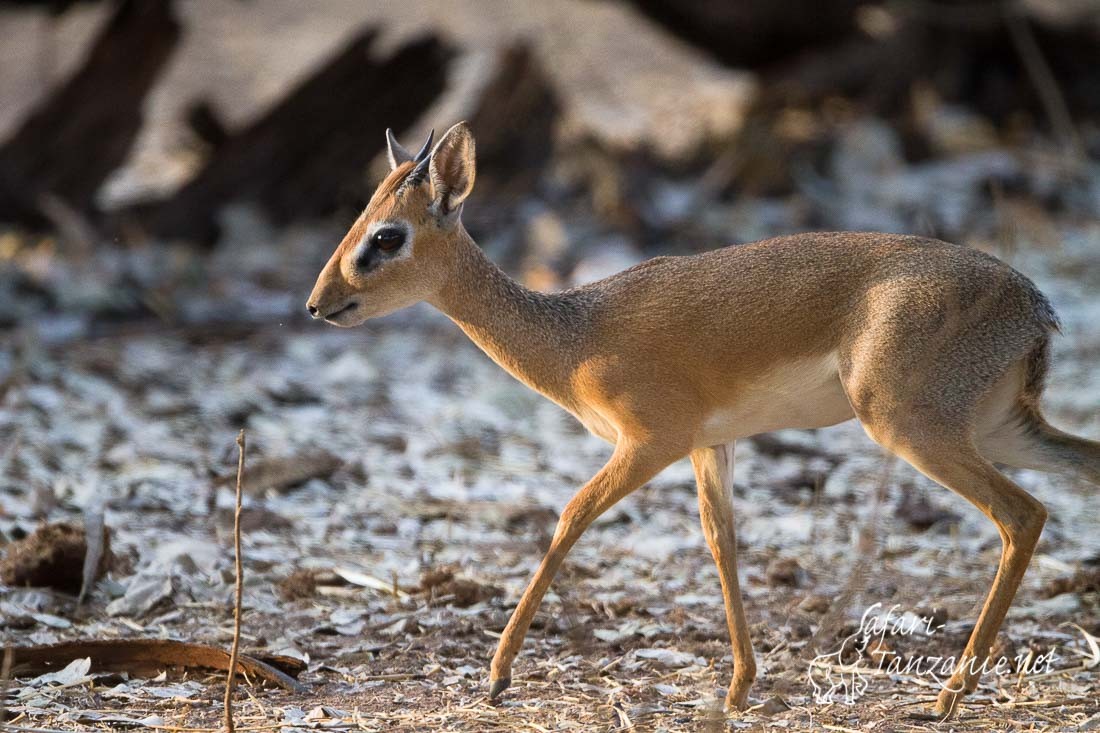 dik dik de kiirk 4698