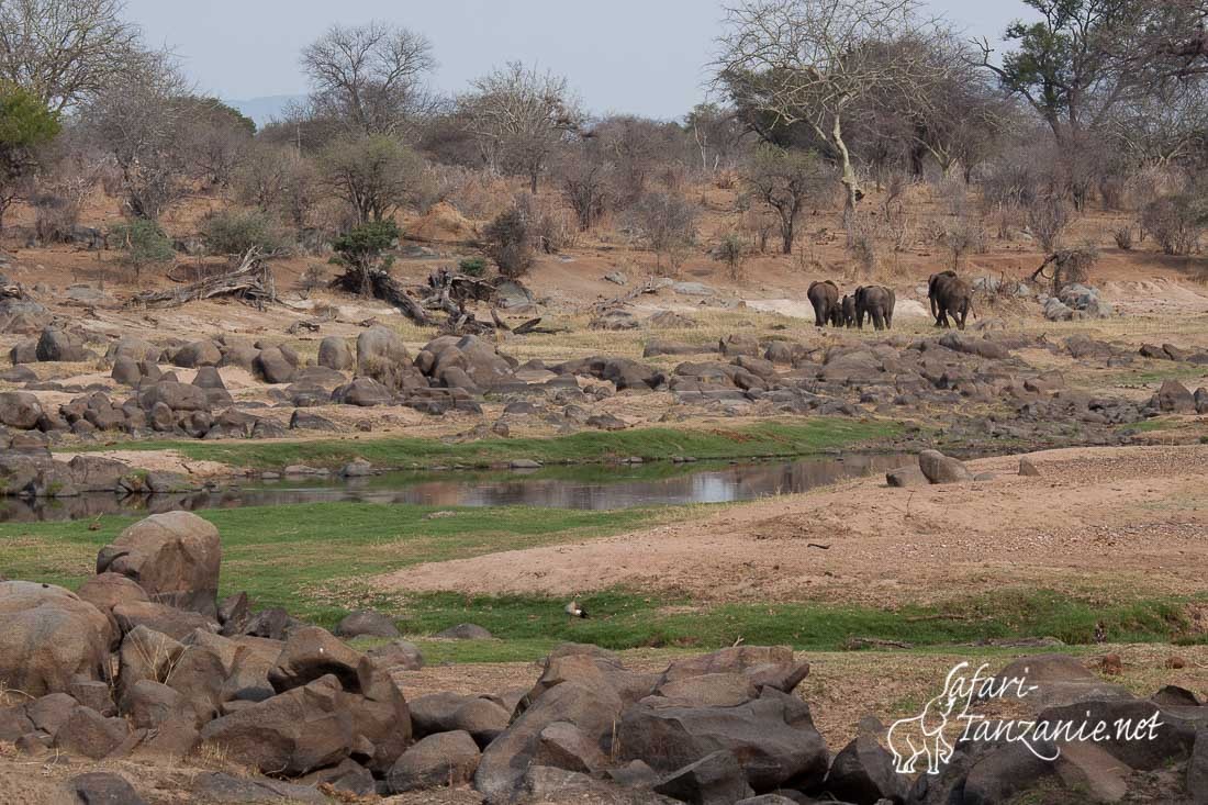 elephants riviere 0733