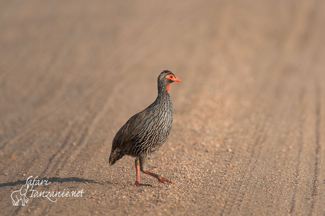 francolin a gorge rouge 104264