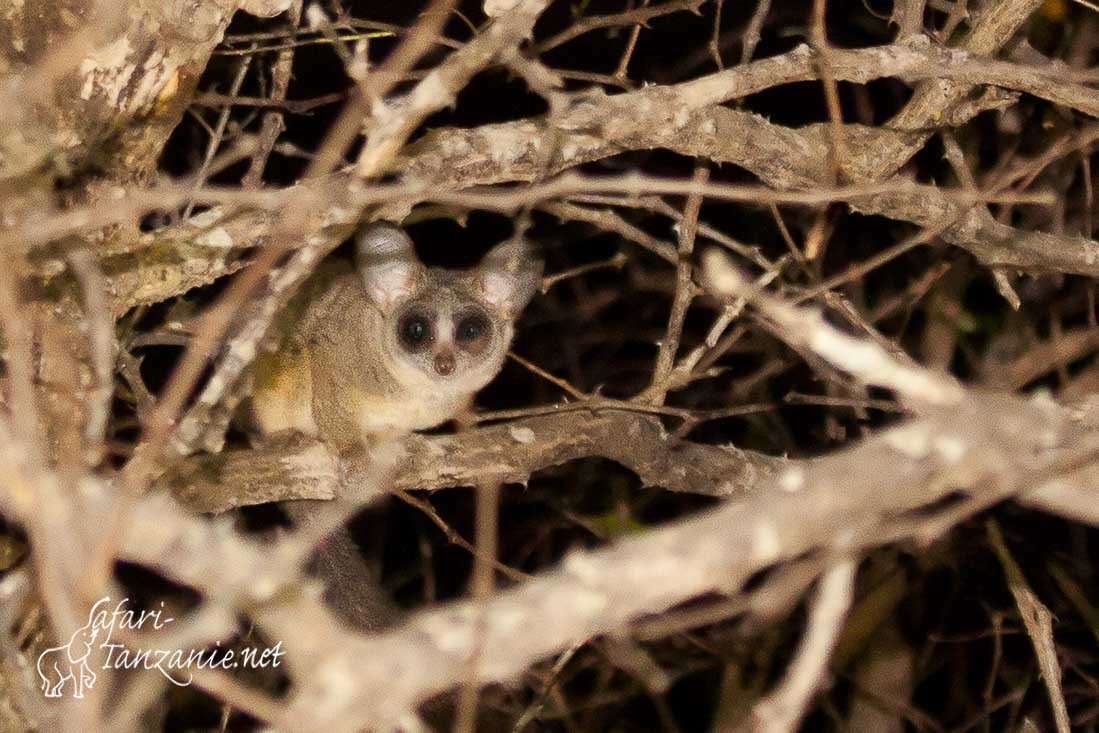 galago du senegal 0478