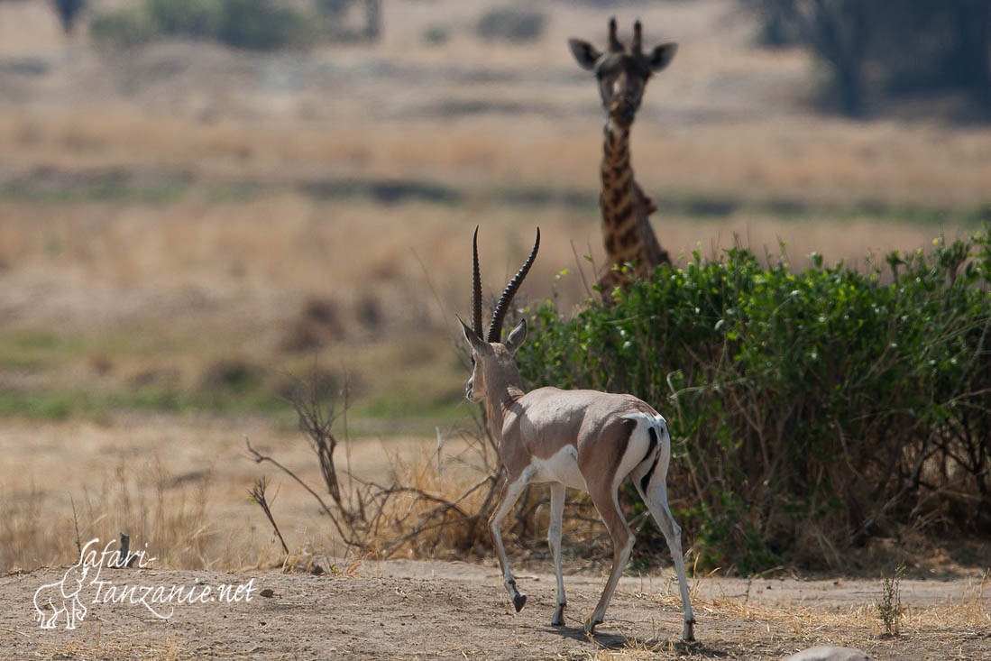 gazelle de grant 104183