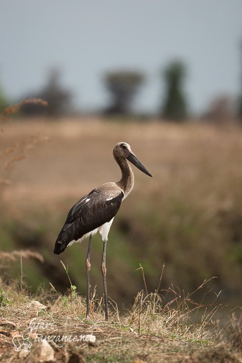 jabiru 103751