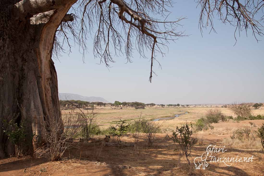 lit ruaha baobab 0768