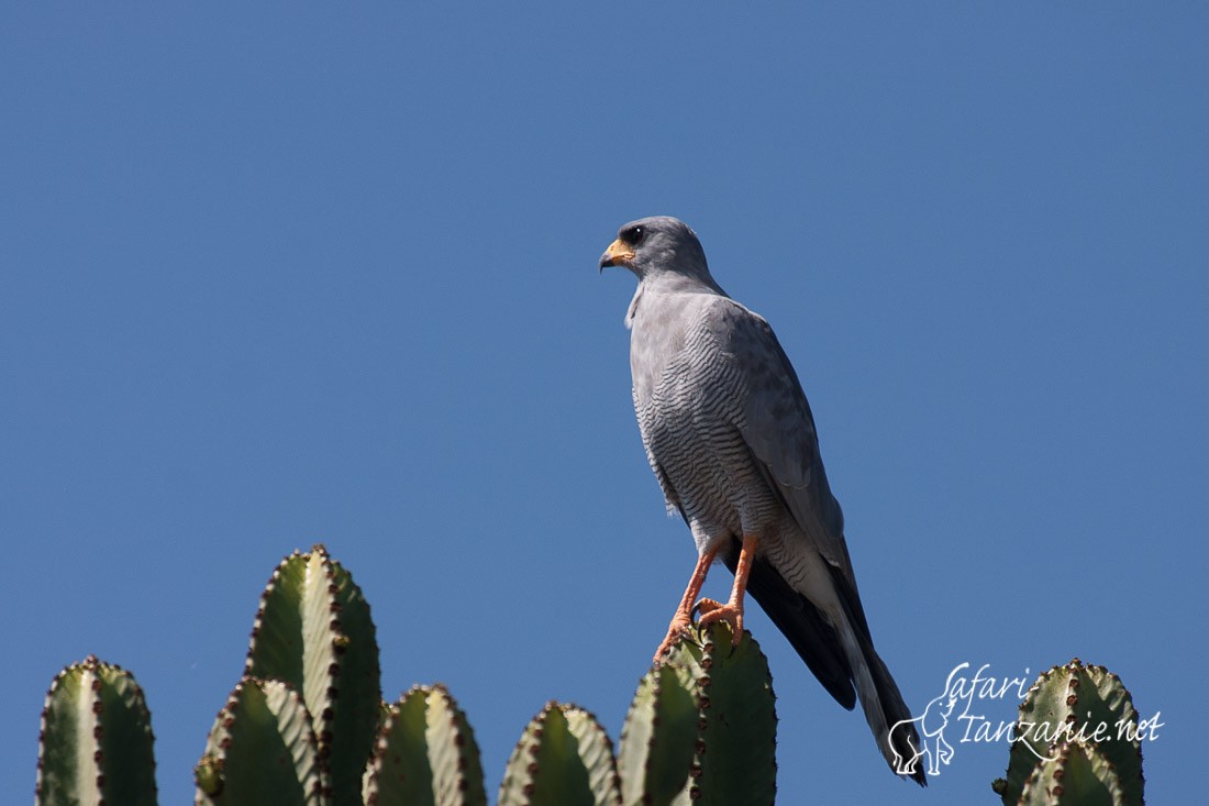 autour a ailes grises 5308