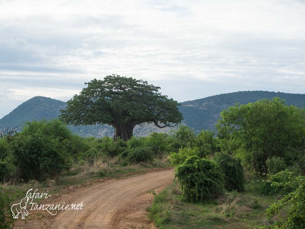 baobab combretum 1300018