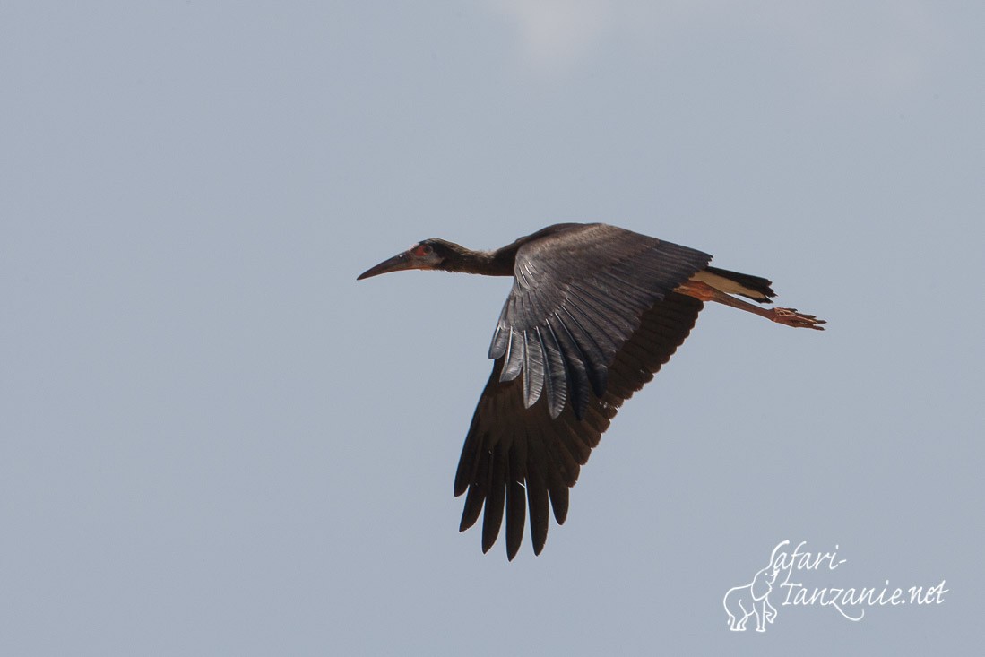 cigogne d abdim 4759