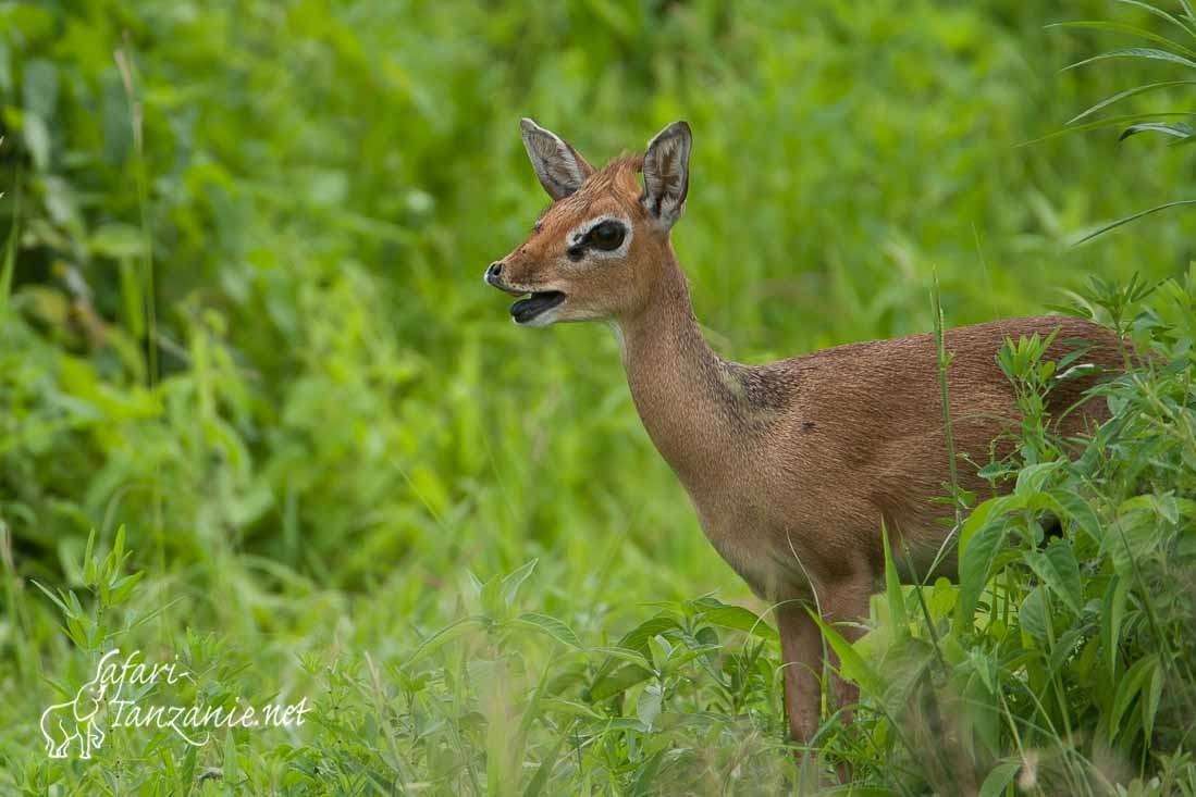 dikdik de kirk 7558