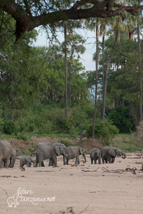 elephants riviere sable 4923