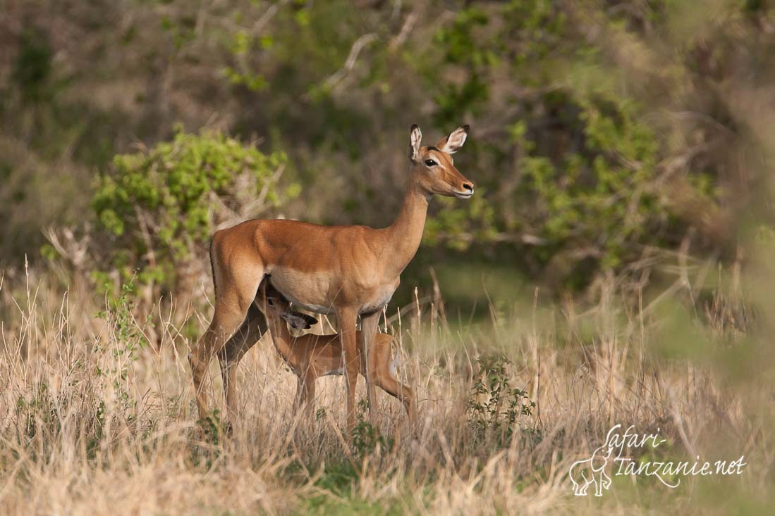 impala 5040