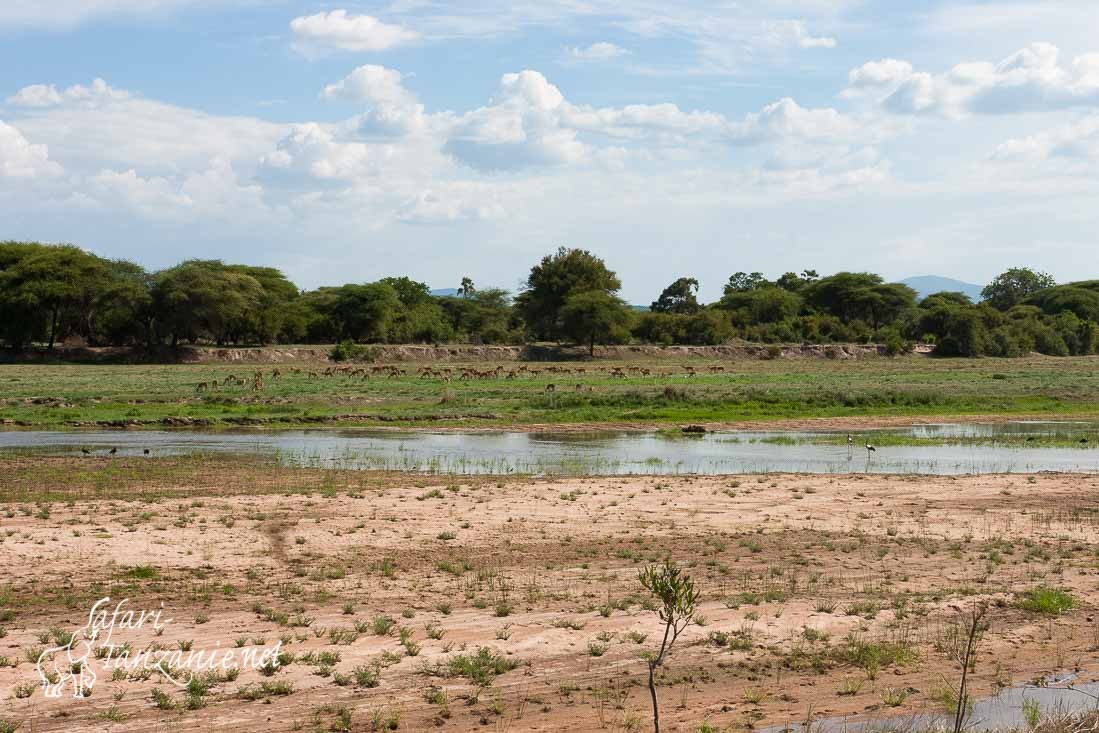 ruaha river 5149