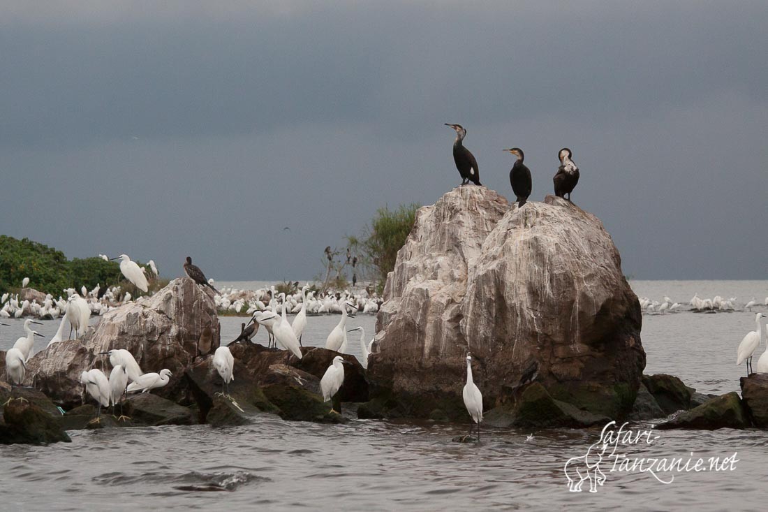 aigrettes cormorans 9722