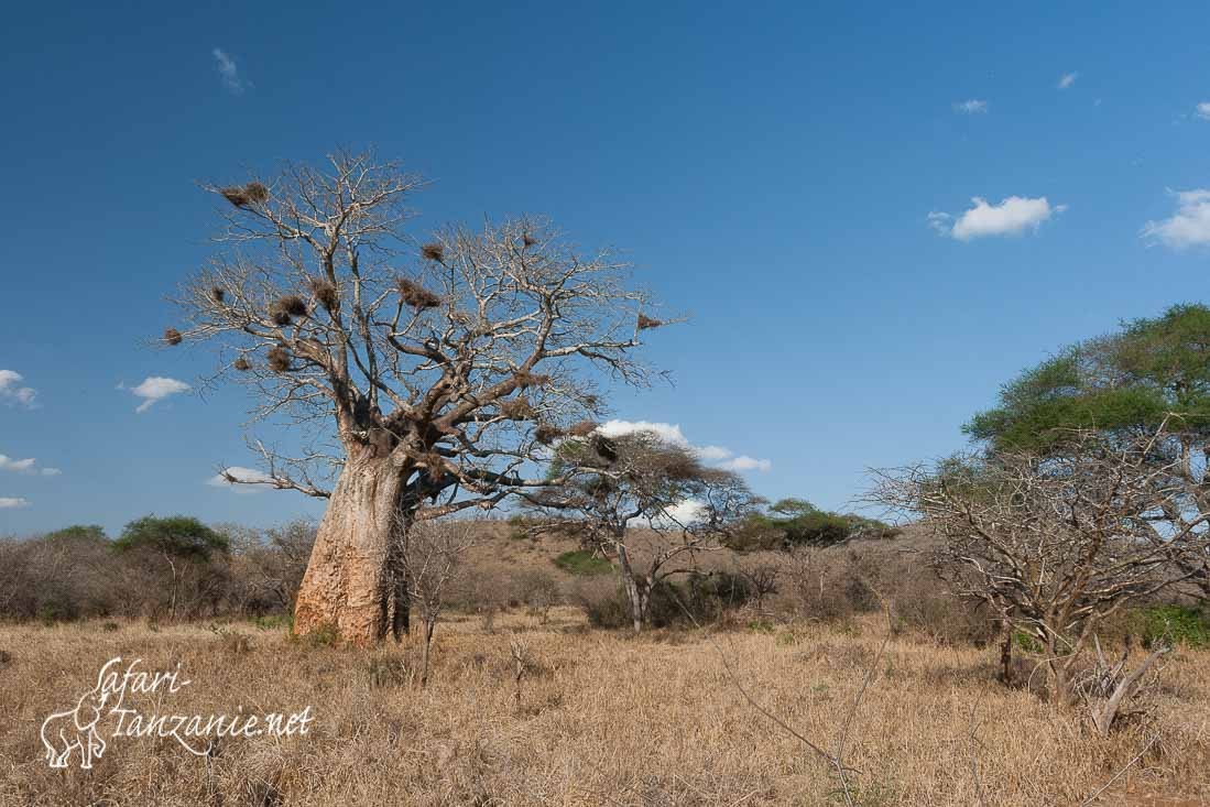 baobab 0086