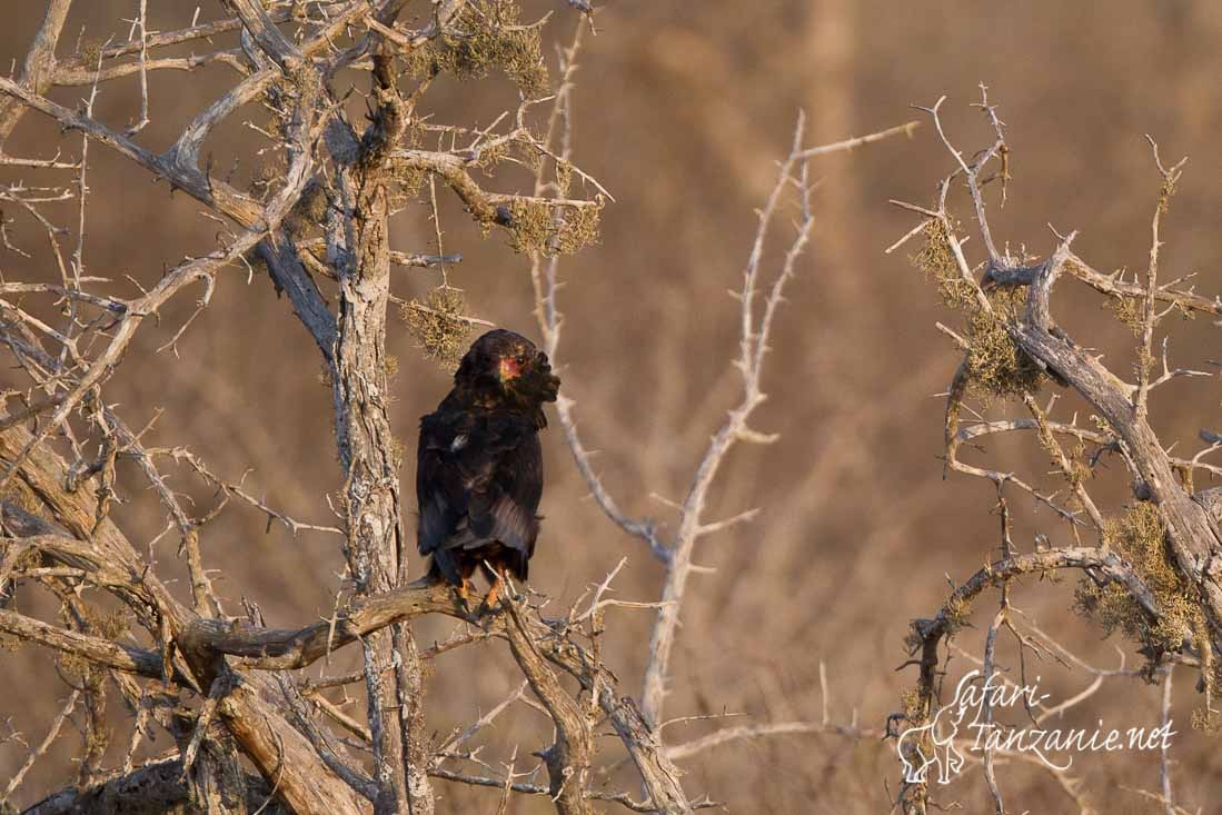 bateleur 0474