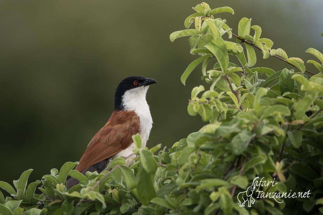 coucal du senegal 5804