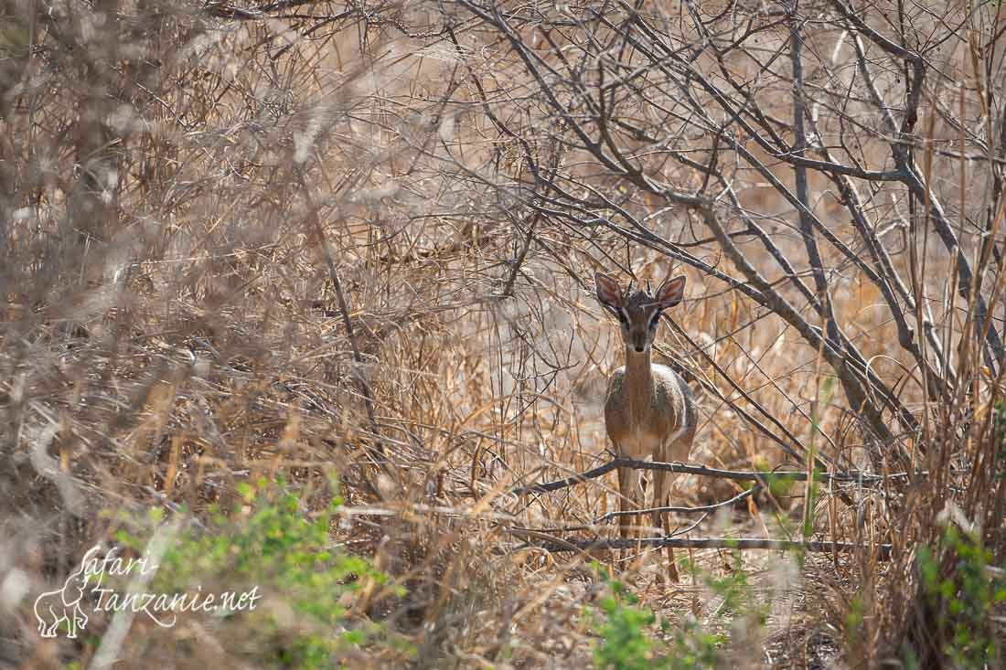 dik dik de kirk 101280