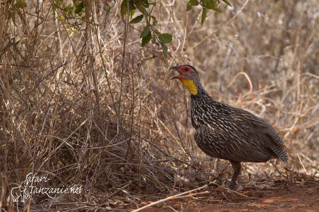 francolin a cou jaune 0403