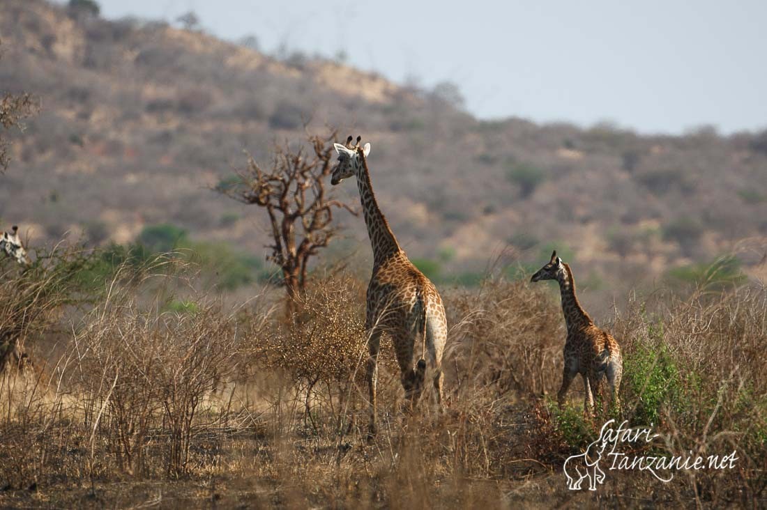 girafes 100974